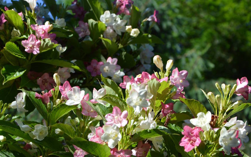 Up to 30% off selected plants